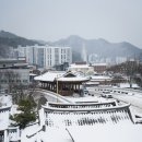 향기나무 이미지