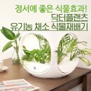 정서에 좋은 식물효과라고 아시나요? 닥터플랜츠 유기농 채소 식물재배기