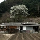 곰배령돌배나무집