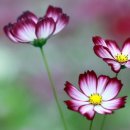 나무와 새 이미지