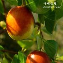수퍼왕