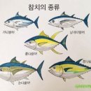 미사이참치 이미지