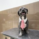 미미 펫 그루밍 이미지