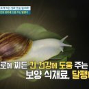 백제달팽이