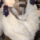 백봉닭농장 이미지