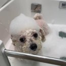 뽀드득 블랑스파 이미지