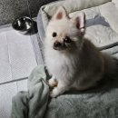 하슬라동물병원 | 강아지 지방층염/무균성/결절/화농성/염증/자가면역질환- 하슬라 동물병원/지구촌동물병원