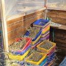 창평로 | 대구근교 경북 칠곡 아이랑 가볼만한 곳 칠곡양떼목장: 깡통열차, 건초 먹이 체험, 양몰이 체험 후기