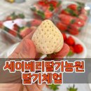 대구농원 | 설 연휴 대구 세이베리딸기농원 딸기체험 후기