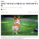 반려견 "가방 꼭 잠그고" 펫티켓 강화법 시행 이미지