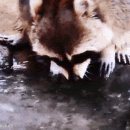 라쿤솜사탕