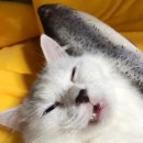 마리네 동물병원 | 마리네 정미소 | 마리 중성화 수술 후기, 안동 신세계동물병원