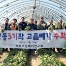 고들빼기연구회