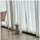 강아지미용실_편안 이미지