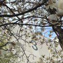 지산목련아파트경로당 | 대구 목련 명소 지산목련아파트 내년에 방문하세요ㅜ