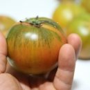토마토헤어 이미지