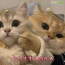 제노샵 | [W6. 예복 계약]대구 예복샵 계약후기/제노마🤵🏻‍♂️