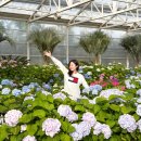 돼지야놀자 | 제주 동백꽃 명소 2월 제주도 유채꽃 휴애리 동백축제 기본정보