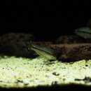 레드라인 이미지