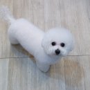 오렌지독하우스 이미지