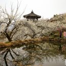 청매실농원 이미지