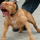 귀여운 강아지들 이미지