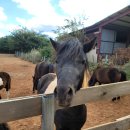 경남목장 이미지