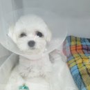 권앤정동물외과병원