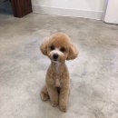 헬로우프리티 네이버블로그