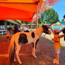 푸드딜라이트 안성중앙대점 | 안성팜랜드, 아이랑 드넓은 초원의 가을목장 여행