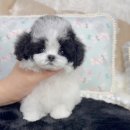 하나행운켄넬 이미지