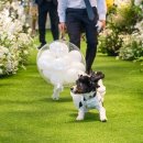 다르미앙 이미지