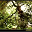 고목나무 이미지