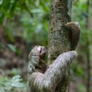 나무늘보 이미지