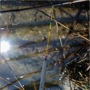 죽림낚시 이미지