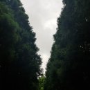 곶자왈칼국수 이미지