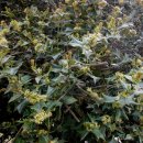 호랑가시나무꽃의 녹색 향기 이미지