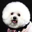 나의 개저씨 단골 애견미용실 화곡본동 강아지 소풍 후기