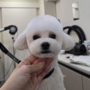 솔리스텔라