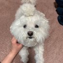 아름다울, 개 이미지