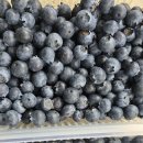 맛있는 블루베리 판매합니다. 이미지