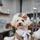 당진애견미용학원