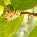[노박덩굴목 감탕나무과] 낙상홍 _ 가지에 조그만 뻘건 열매가 다닥다닥하다 이미지