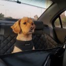 댕댕이라이프 이미지