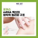 mRNA 백신의 화학적 원리와 구조 이미지