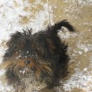 복실강아지 이미지