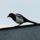 까치소리 이미지