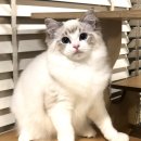 바비돌/픽시윙스캐터리 이미지