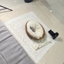 온더플라워 | 더베일리스튜디오 뉴본촬영 후기 (더플라워 산후조리원 연계)