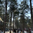라온하제풀빌라펜션 | 겨울 가평 1박2일 여행코스(빌라라온,아침고요수목원,남이섬,안반지닭갈비,골든트리)